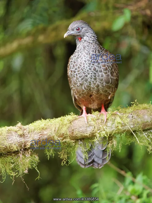: Andean Guan Penelope montagnii Ecuador BI037595 : Andean Guan Penelope montagnii Ecuador BI037595