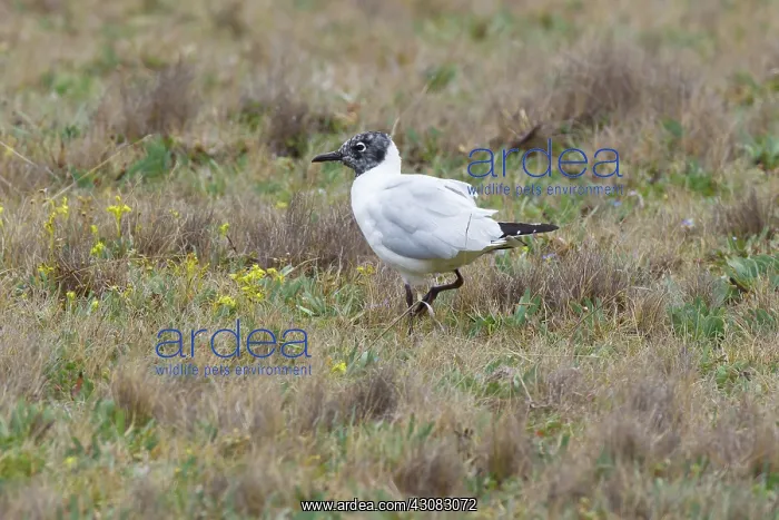 : Andean Gull : Andean Gull