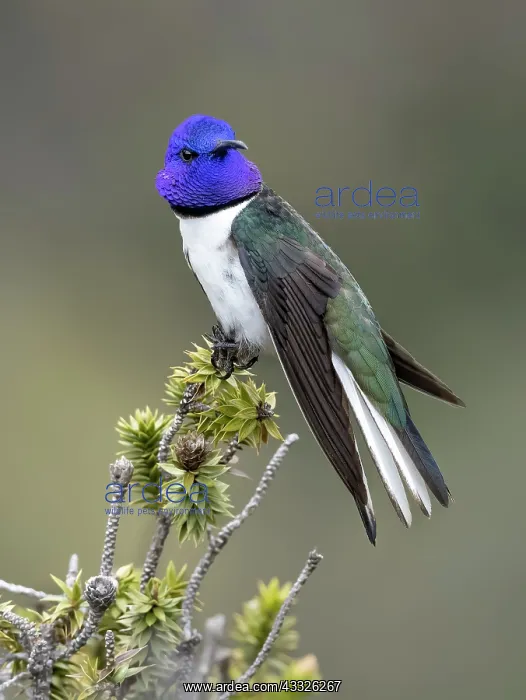 : Andean Hillstar (Oreotrochilus estella), Ecuador : Andean Hillstar (Oreotrochilus estella), Ecuador