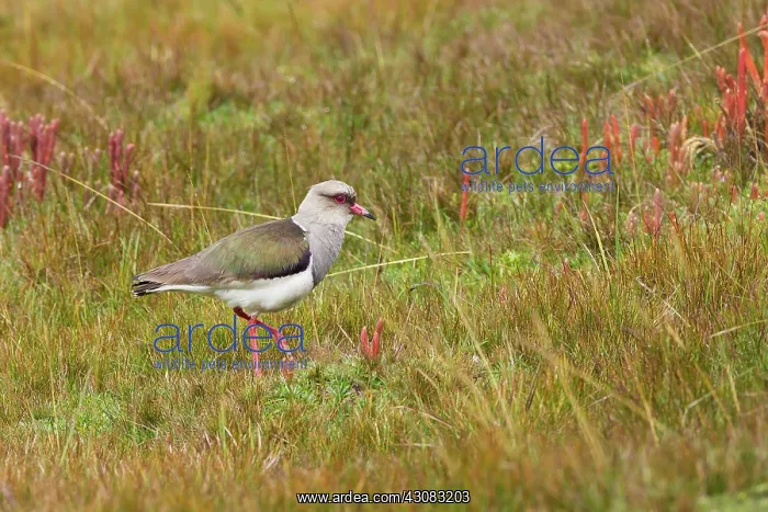  : Andean Lapwing