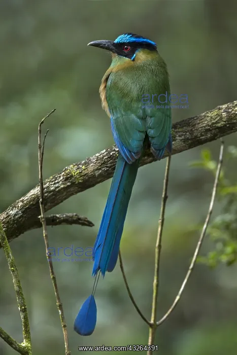 : Andean Motmot / Highland Motmot (Momotus aequatorialis) : Andean Motmot / Highland Motmot (Momotus aequatorialis)