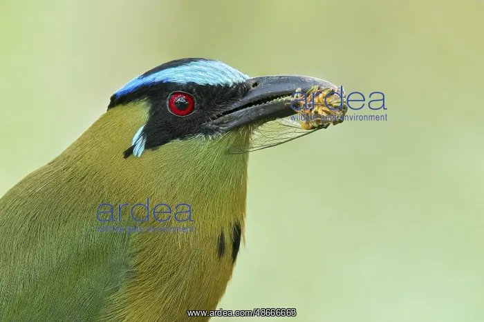 : Andean Motmot (Momotus aequatorialis) perched on a branch in : Andean Motmot (Momotus aequatorialis) perched on a branch in