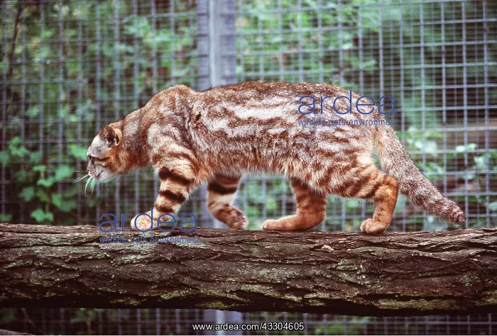 : ANDEAN PAMPAS CAT : ANDEAN PAMPAS CAT