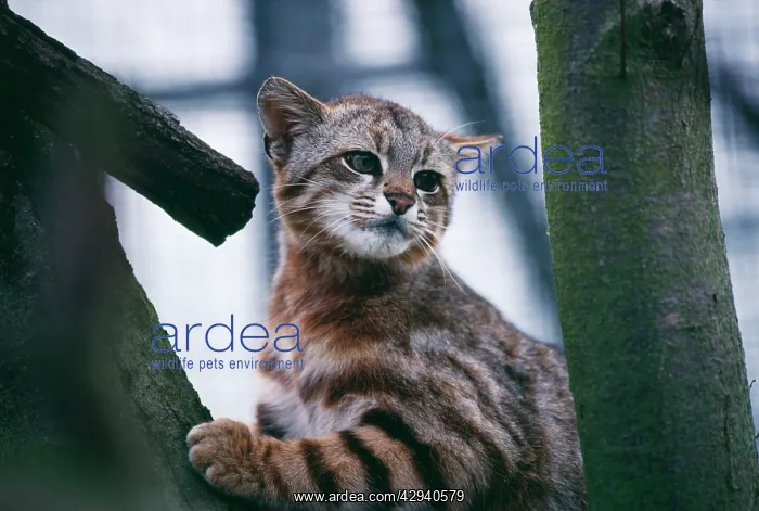 : Andean Pampas Cat - captivity : Andean Pampas Cat - captivity