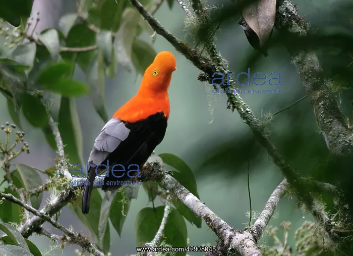 : Andean / Peruvian / Red / Scarlet COCK-OF-THE-ROCK : Andean / Peruvian / Red / Scarlet COCK-OF-THE-ROCK