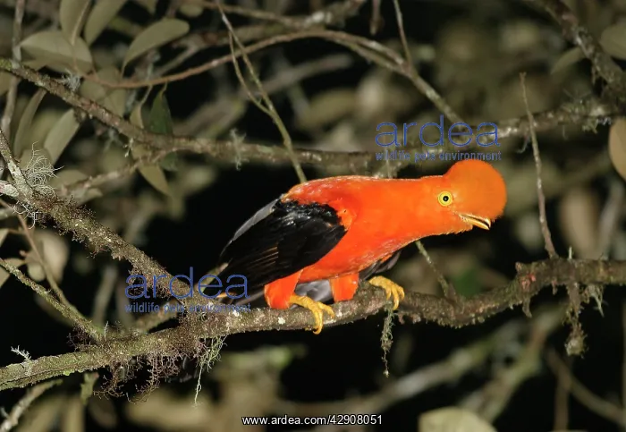 : Andean / Peruvian / Red / Scarlet COCK-OF-THE-ROCK : Andean / Peruvian / Red / Scarlet COCK-OF-THE-ROCK