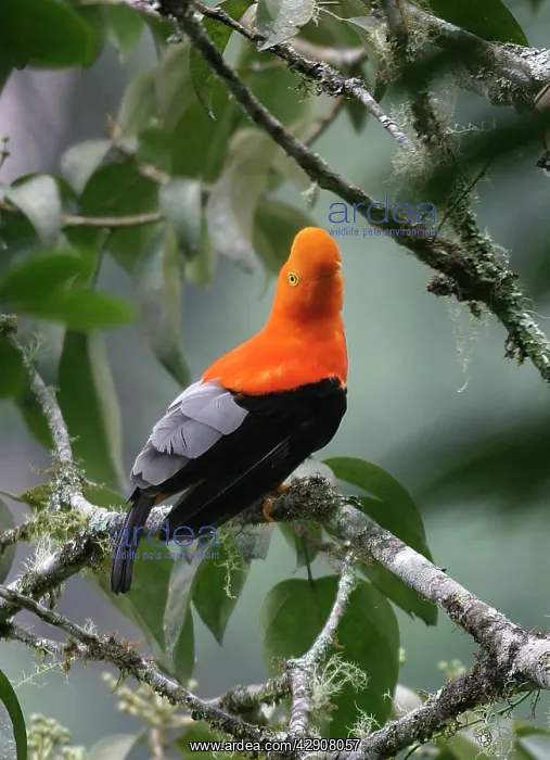 : Andean / Peruvian / Red / Scarlet COCK-OF-THE-ROCK : Andean / Peruvian / Red / Scarlet COCK-OF-THE-ROCK