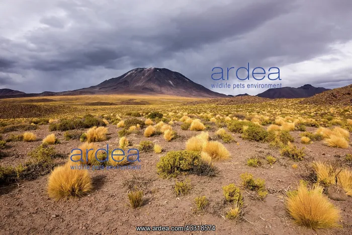 : Andean Plain, Puna Grasland, Jarava ichu, Lascar : Andean Plain, Puna Grasland, Jarava ichu, Lascar