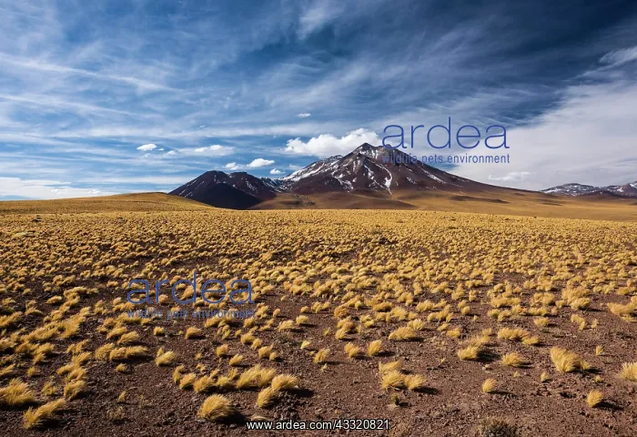  : Andean Plain, Puna Grasland, Jarava ichu, Volcan