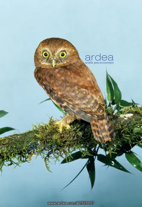 : Andean Pygmy OWL : Andean Pygmy OWL