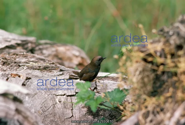 : Andean TAPACULO : Andean TAPACULO