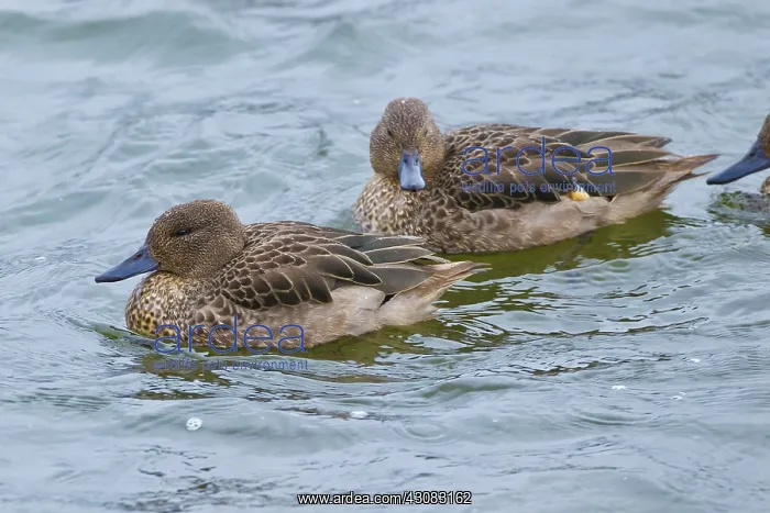 : Andean Teal : Andean Teal