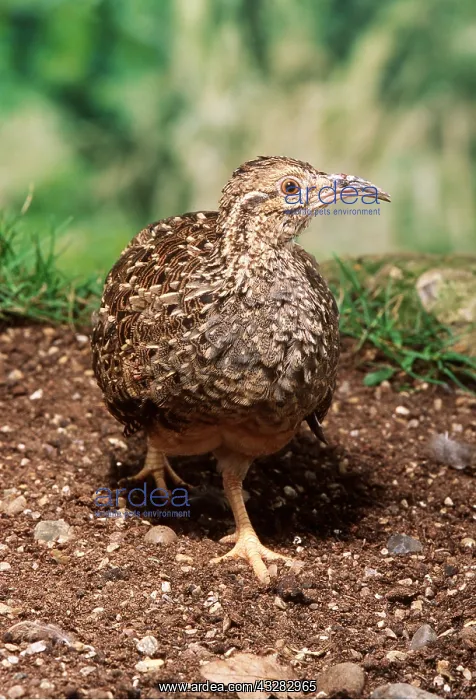 : ANDEAN TINAMOU - close-up : ANDEAN TINAMOU - close-up