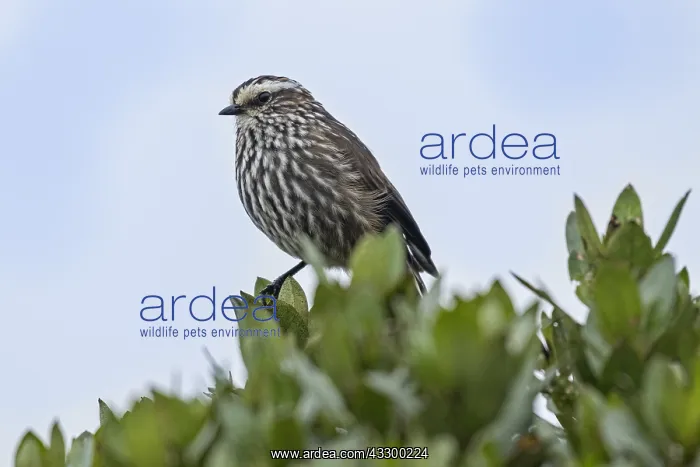 : Andean Tit-Spinetail (Leptasthenura andicola) Los : Andean Tit-Spinetail (Leptasthenura andicola) Los
