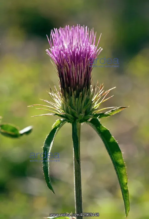 : Anderson's Thistle - in flower : Anderson's Thistle - in flower