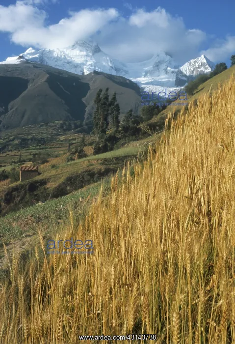 : Andes with Mount Huandoy : Andes with Mount Huandoy