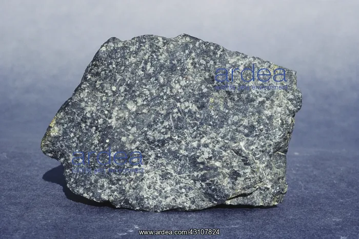 : Andesite, an igneous rock, from Port Macquarie, New South Wales, Australia : Andesite, an igneous rock, from Port Macquarie, New South Wales, Australia