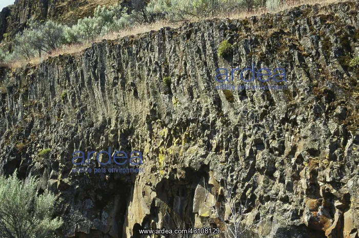 : Andesite Lava : Andesite Lava