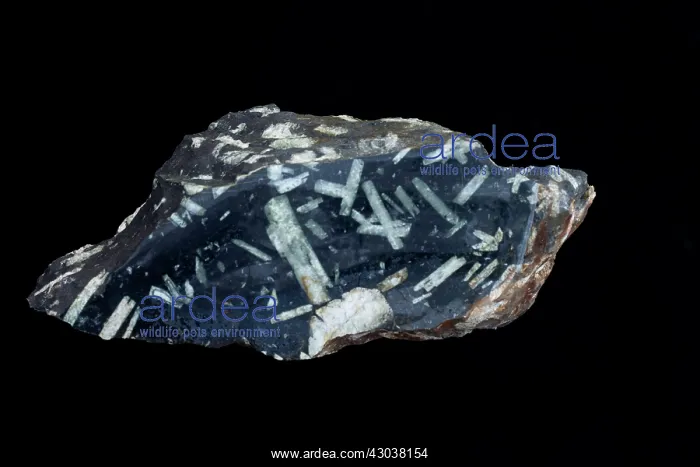 : Andesite Porhyry showing white phenocrysts : Andesite Porhyry showing white phenocrysts