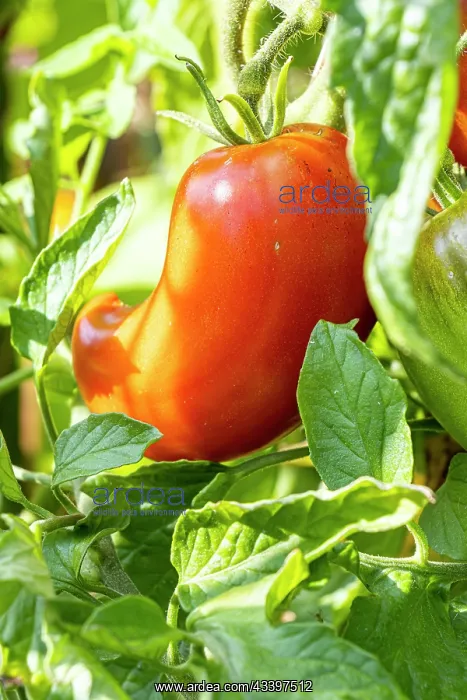 : Andine Cornue Tomato : Andine Cornue Tomato