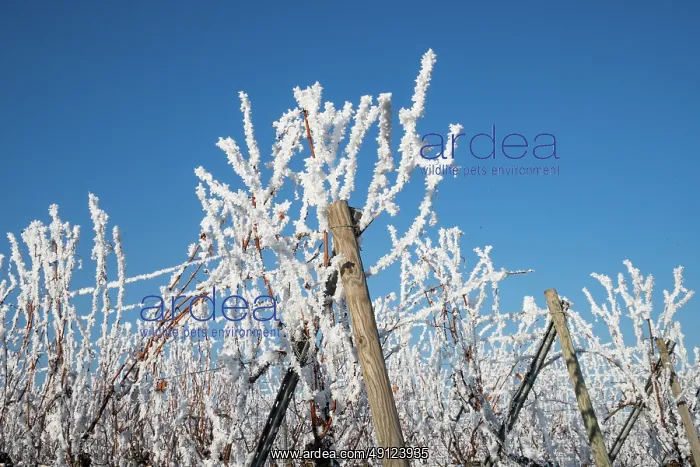 : Andlau a frosty vineyard : Andlau a frosty vineyard