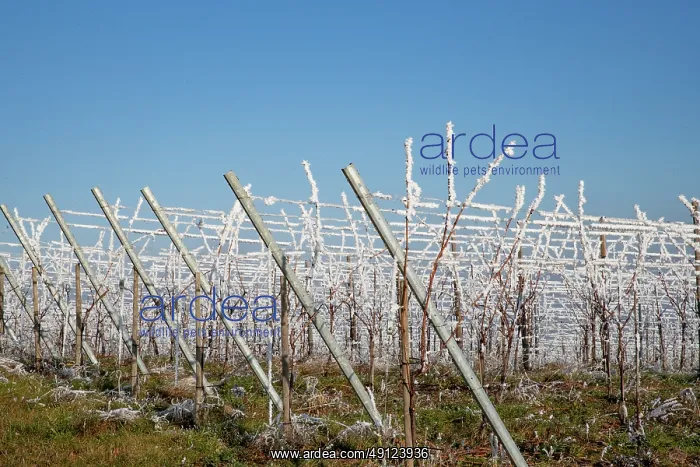 : Andlau a frosty vineyard : Andlau a frosty vineyard