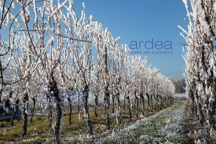 : Andlau a frosty vineyard : Andlau a frosty vineyard