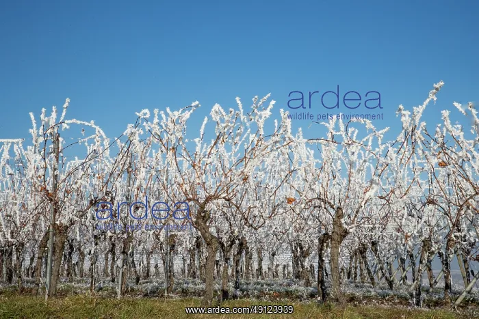 : Andlau a frosty vineyard : Andlau a frosty vineyard