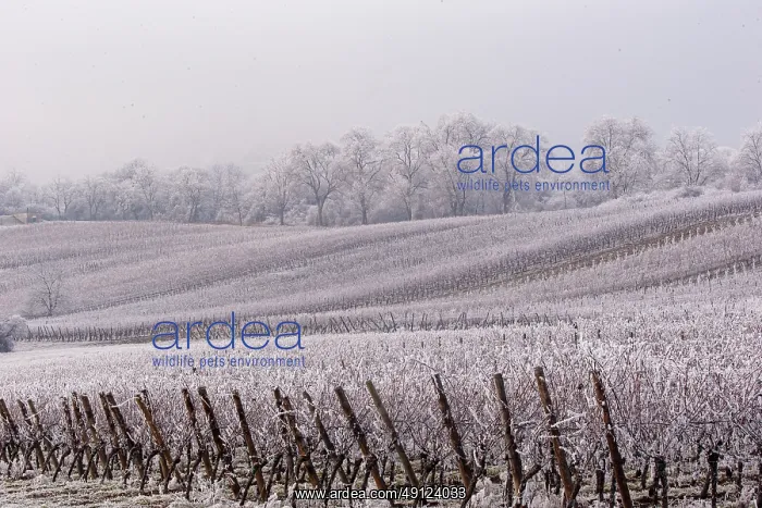 : Andlau a frosty vineyard : Andlau a frosty vineyard