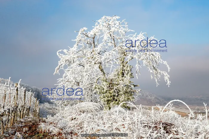  : Andlau a frosty vineyard