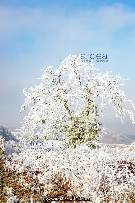 : Andlau a frosty vineyard : Andlau a frosty vineyard