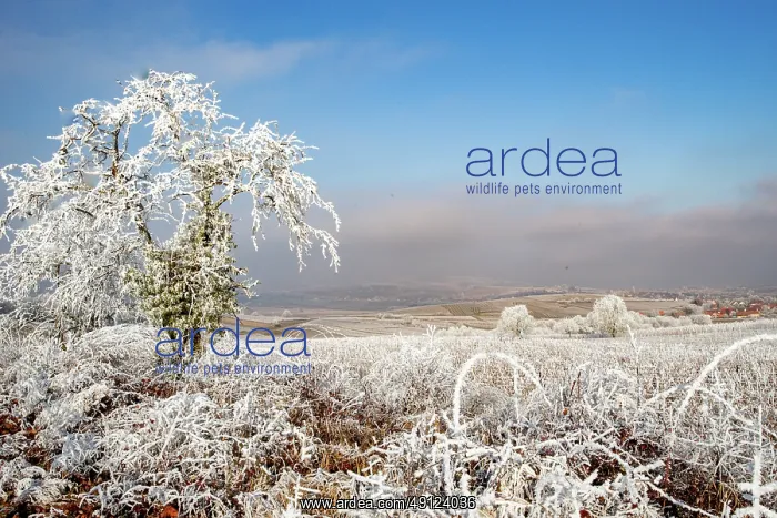 : Andlau a frosty vineyard : Andlau a frosty vineyard