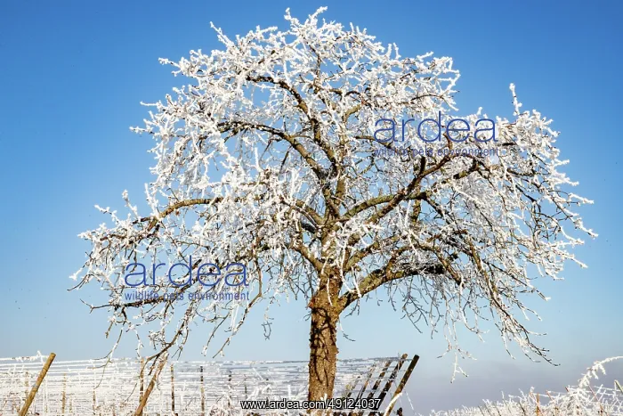  : Andlau a frosty vineyard
