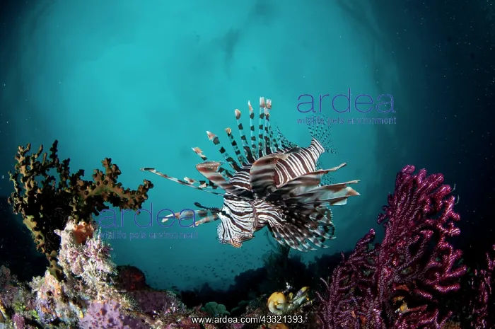 : Andover Lionfish : Andover Lionfish