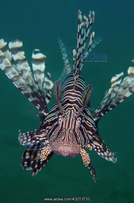 : Andover Lionfish (Pterois andover), Puri Jati dive : Andover Lionfish (Pterois andover), Puri Jati dive