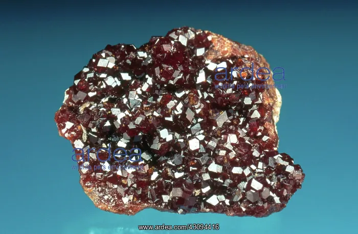 : Andradite Garnet : Andradite Garnet