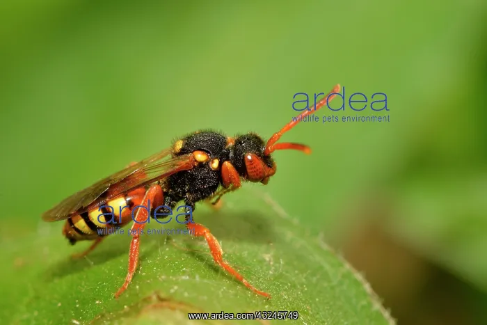 : Andrena gravida's parasite, Nomad Bee (Nomada bifasciata) : Andrena gravida's parasite, Nomad Bee (Nomada bifasciata)