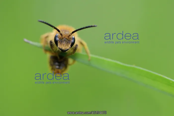 : andrena sp : andrena sp
