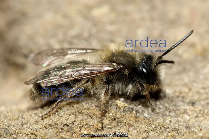 : Andrena sp : Andrena sp