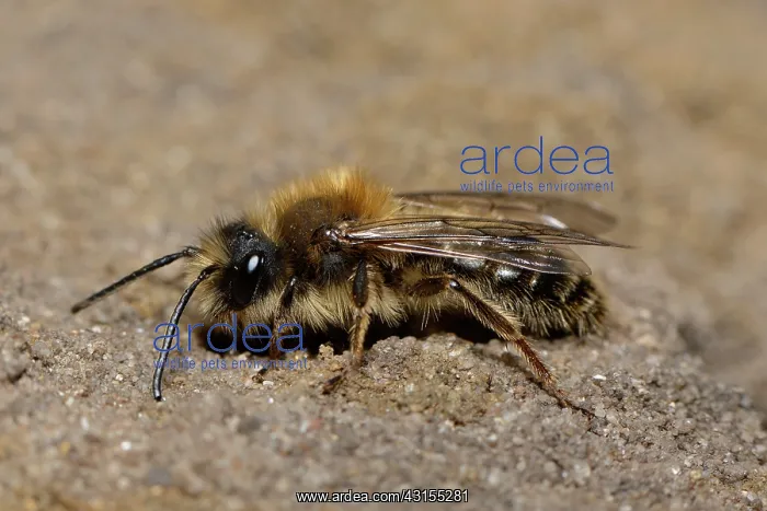  : Andrena sp