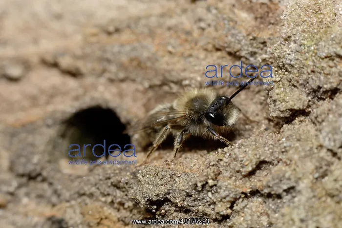 : Andrena sp : Andrena sp