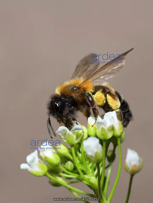 : Andrenid Bee (Andrena tscheki) female on Shepherds : Andrenid Bee (Andrena tscheki) female on Shepherds