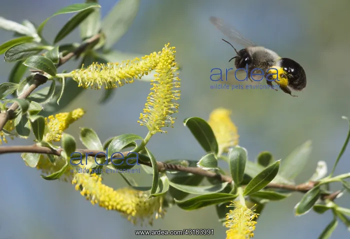 : Andrenid bee (Andrena vaga) female collecting pollen : Andrenid bee (Andrena vaga) female collecting pollen