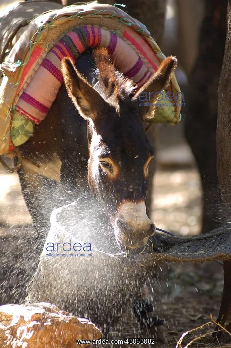 : Ane sneezing and projecting a cloud of droplets Morocco : Ane sneezing and projecting a cloud of droplets Morocco