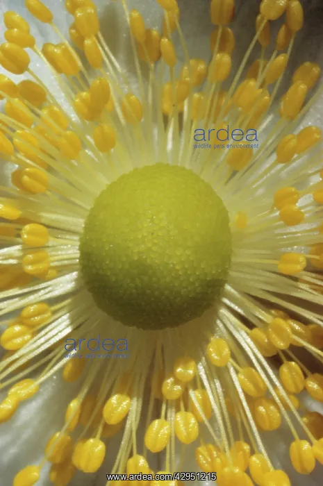 : Anemone, Anemone sylvestris : Anemone, Anemone sylvestris