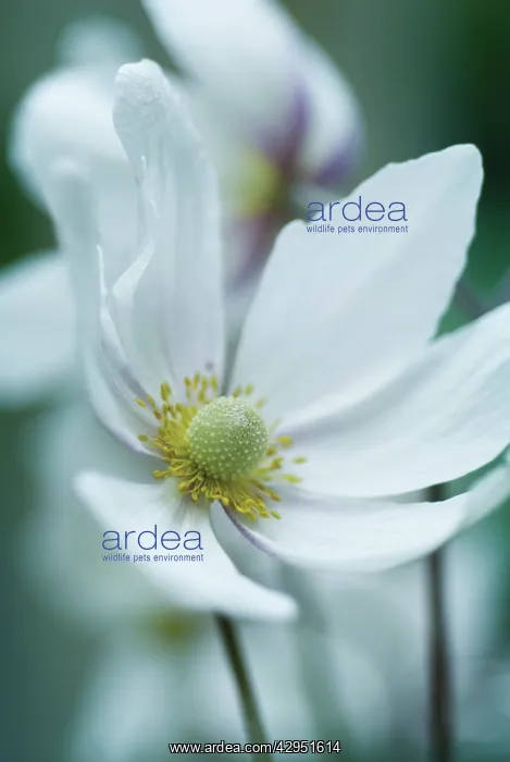 : Anemone, Japanese anemone, Anemone japonica : Anemone, Japanese anemone, Anemone japonica