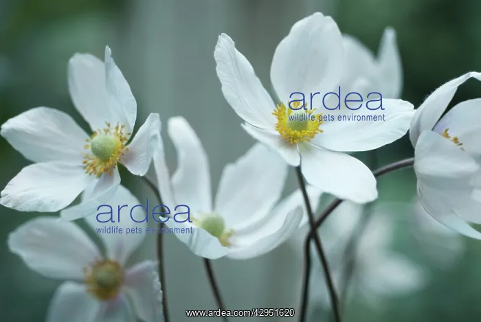 : Anemone, Japanese anemone, Anemone japonica : Anemone, Japanese anemone, Anemone japonica
