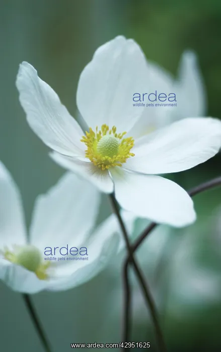 : Anemone, Japanese anemone, Anemone japonica : Anemone, Japanese anemone, Anemone japonica