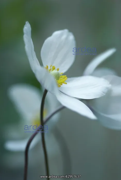 : Anemone, Japanese anemone, Anemone japonica : Anemone, Japanese anemone, Anemone japonica