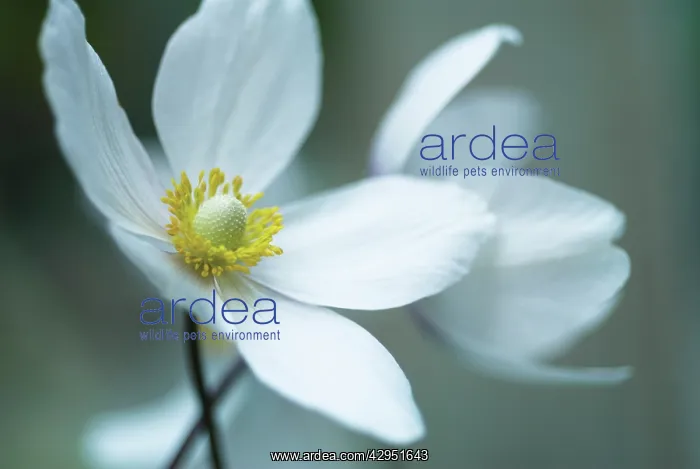 : Anemone, Japanese anemone, Anemone japonica : Anemone, Japanese anemone, Anemone japonica